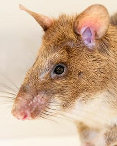 Rat research